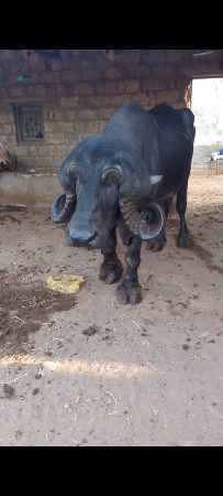 પાડો વેચવા નો છે