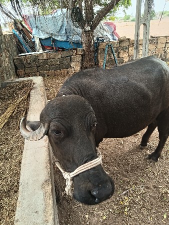 આઠમો મહિનો  છે