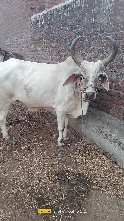 ગોઢલા