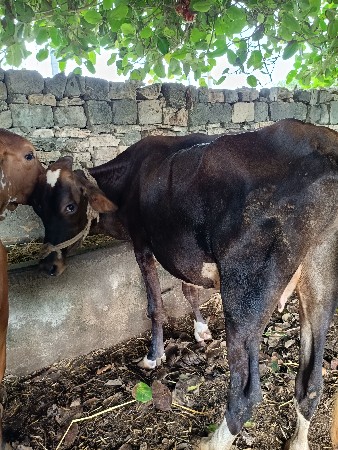 2 એસબ ગાય વેચવાની છે