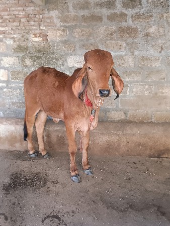 વાવડી વેચવાની છે