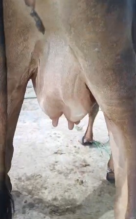 HF ક્રોસ