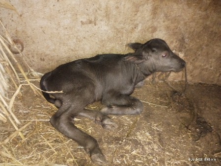 પાડો બેસવાનો છે
