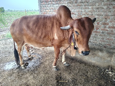 ગાય વેચવાની છે