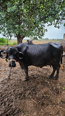 ભેશવેશવાનીછે