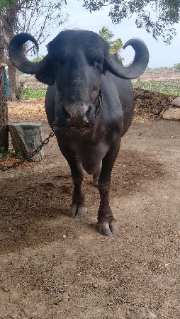 ભેંસ વેચવાની છે