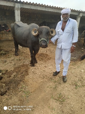 ભેસો વેચવાની છે