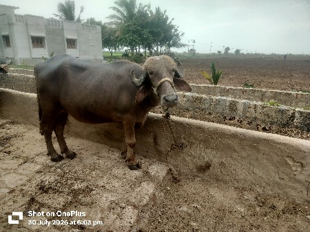 ભેંસ વેચવાની છે ખડાઈ