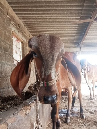 gir vachhdi vechvani chhe
