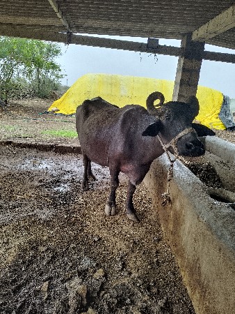 ભેંસ વેચવાની