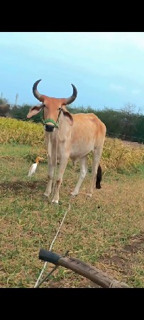 આ ગોઢલા વેચવાના છે