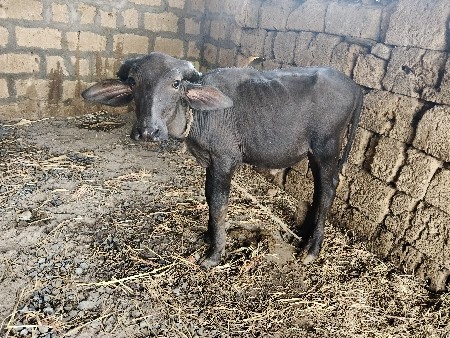 જાફરાબાદી પાડી વેસવાની છે.