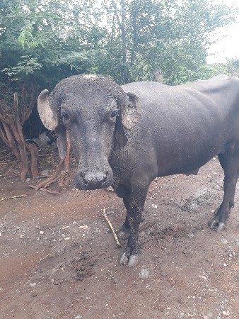 પાડો વેચવો છે બધી જવાબ દારી