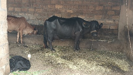 ભેંસ વેચવાની છે
