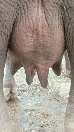 ખડેલી વેચવા ની છે 2 વેતર વિયા છે