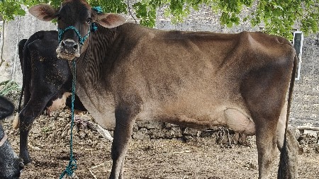 જર્સી ક્રોસ