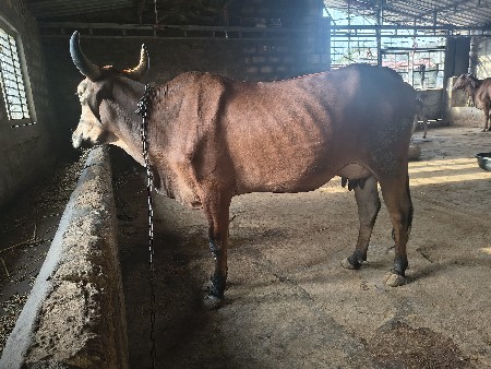 જંસી ઓડકી વેચવાની છે