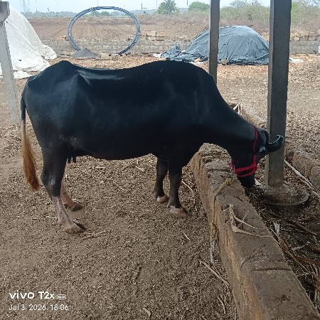 બીજું વેતર