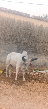 શિવ સાહેબ