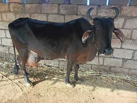 આ ગાય વેચવાની છે નો લી જોવામળછે