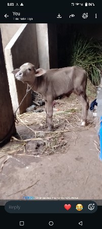 ભુરી પાડી વેચવાની છે