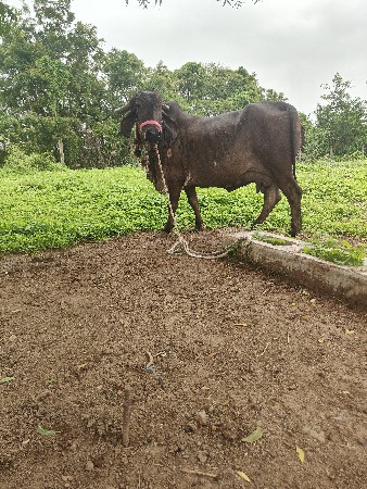 ગીર કવલી ગાય