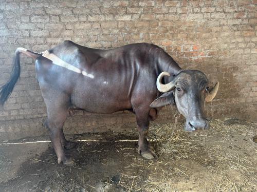 ભેંસ વેચવાની છે.