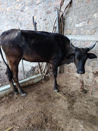 વાછડી વેચવાની છે