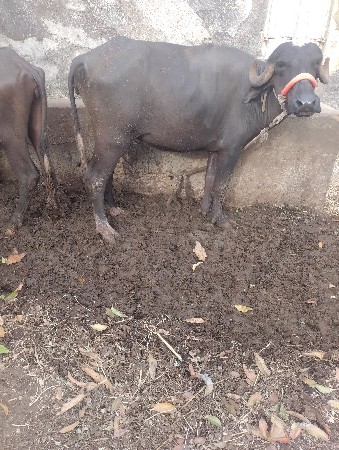 ખડેલી વેચવાની છે