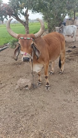 ત્રીજી ધરના