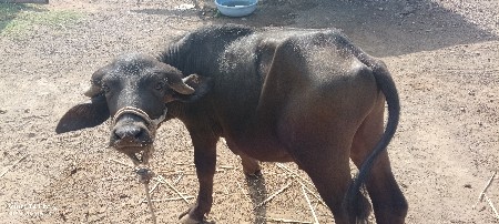 પાડો વેચવાનો છે