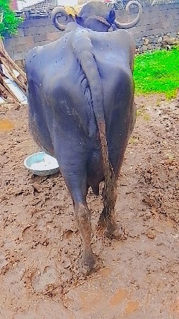 taji j savare vihani se