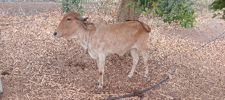 2 ઓડકા વેચવાના છે 3 વર્ષ ના છે