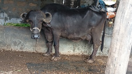 ભેંશ વેચવાની છે