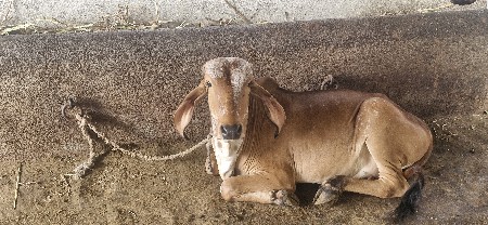 વાછડી વેચવાની છે