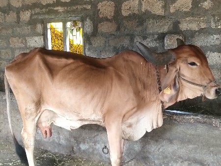 ગાય વેચવાની સે