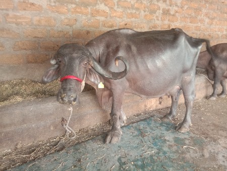 ભેસ