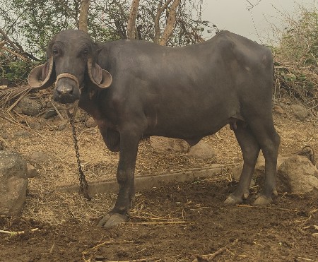 1વેતર