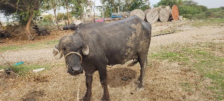 ભેંસ વેસવાની સે