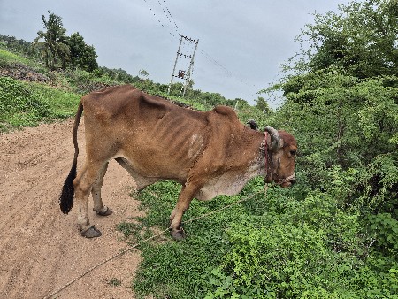 વેચવા ના છે..
