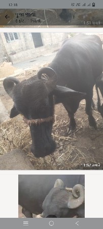 ભેંસ વેચાવ