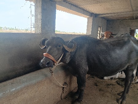 ભેસવેચવાનૃસેબિજૂવેતરવૃયસે10..15