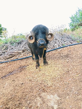 આ પાડો વેચવાનો છે