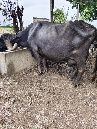 ભેસ વેચવાનિ છે