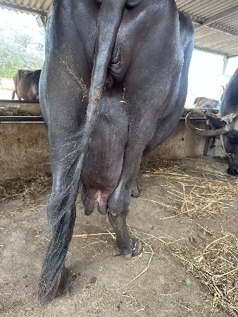 આ ભેંસ વેચવાની છે