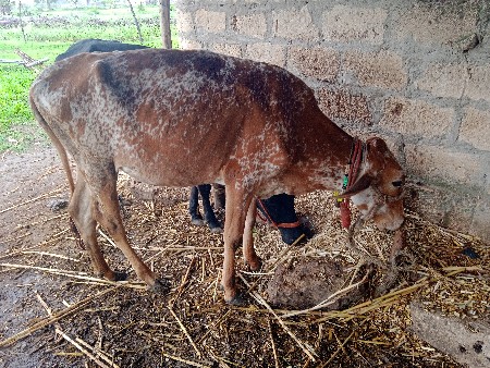 એફ ઓડકી