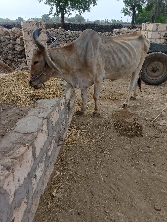 વેચવા ના છે