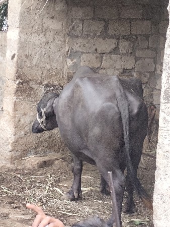 ચાર ભેંસ વેચવાની છે