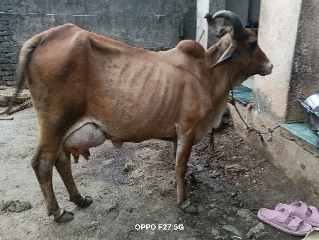આ ગાય વેચવાની છે.