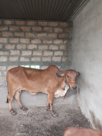 આ હોડકી વેચવા ની છે